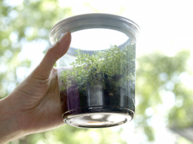 BugDorm Insect Pots