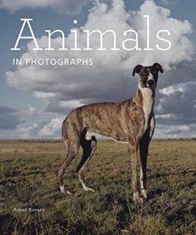Animals in Photographs
