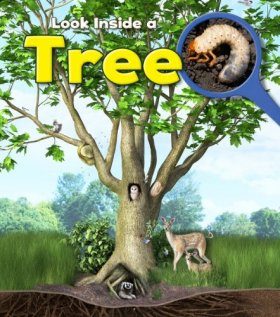 Look Inside a Tree
