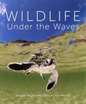 Wildlife Under the Waves