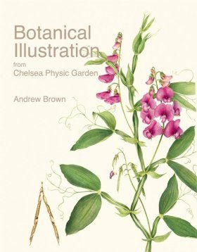 Botanical Illustration from Chelsea Physic Garden