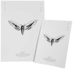 Privet Hawk Moth Print A4