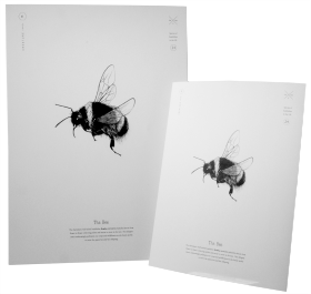 Buff-tailed Bumblebee Print A4