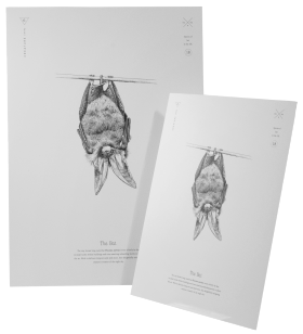 Brown Long-eared Bat Print A4