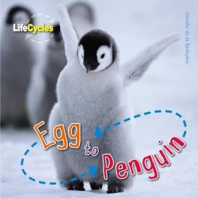 Egg to Penguin