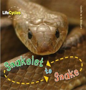 Snakelet to Snake