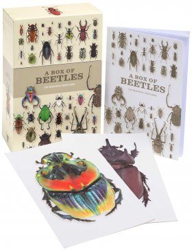 A Box of Beetles