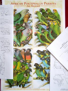 African Poicephalus Parrots (Booklet + Poster)