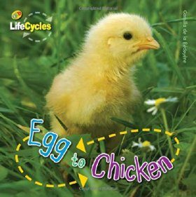 Egg to Chicken