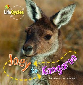Joey to Kangeroo