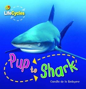Pup to Shark