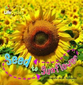 Seed to Sunflower