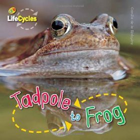 Tadpole to Frog
