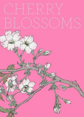 Cherry Blossoms