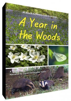 A Year in the Woods (Region B)