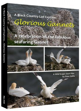 Glorious Gannets: A Celebration of our Fabulous Gannet Colonies (Region 2)