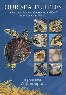 Our Sea Turtles