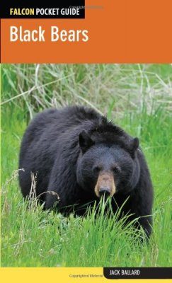 Black Bears