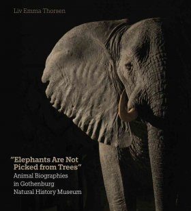 Elephants are Not Picked from Trees