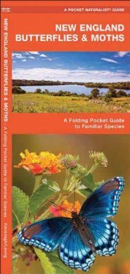 New England Butterflies & Moths