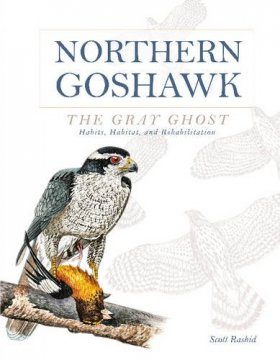 Northern Goshawk, the Gray Ghost