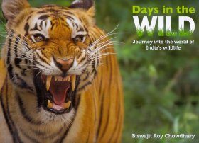 Days in the Wild
