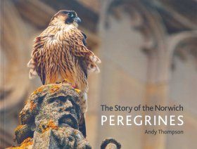 The Story of the Norwich Peregrines
