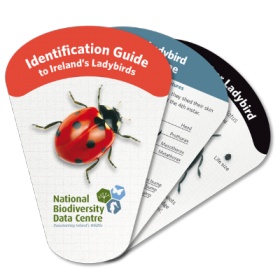 Identification Guide to Ireland's Ladybirds