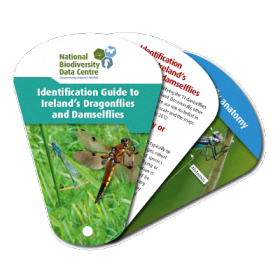 Identification Guide to Ireland's Dragonflies and Damselflies