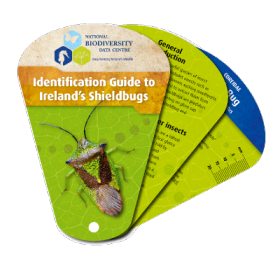 Identification Guide to Ireland's Shieldbugs