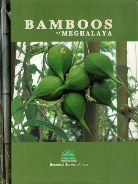 Bamboos of Meghalaya