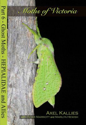 Moths of Victoria, Part 6: Ghost Moths – Hepialidae and Allies
