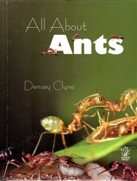 All About Ants