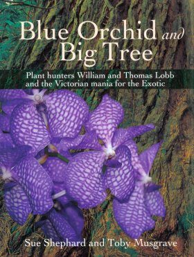 Blue Orchid and Big Tree