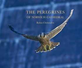 The Peregrines of Norwich Cathedral