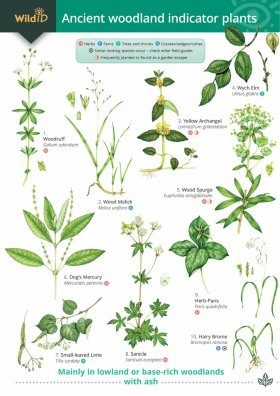 Guide to Ancient Woodland Indicator Plants