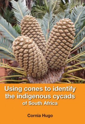 Using Cones to Identify the Indigenous Cycads of South Africa