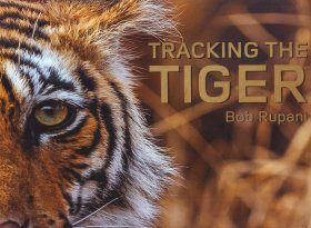 Tracking the Tiger