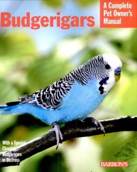 Budgerigars