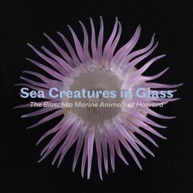 Sea Creatures in Glass