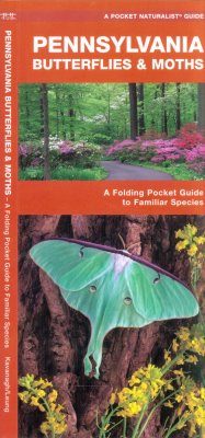 Pennsylvania Butterflies & Moths