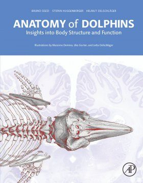 Anatomy of Dolphins