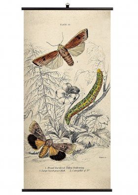 Moth Wall Chart