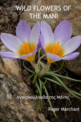 Wild Flowers of the Mani