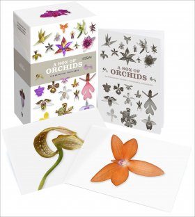 A Box of Orchids