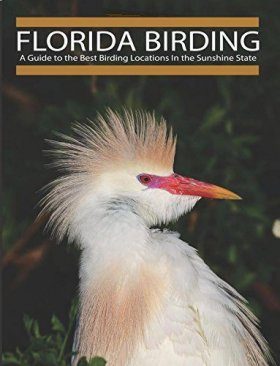 Florida Birding