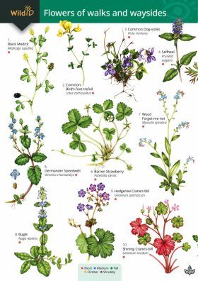 Guide to Flowers of Walks and Waysides