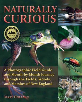 Naturally Curious