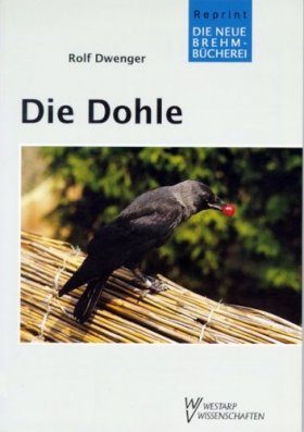 Die Dohle (Jackdaw)