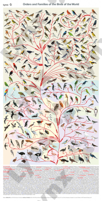 Orders and Families of the Birds of the World Poster